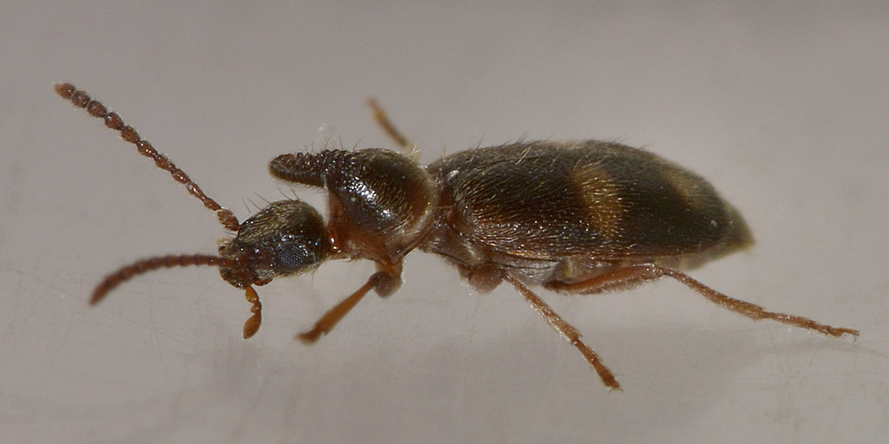 Anthicidae 2: Notoxus miles italicus